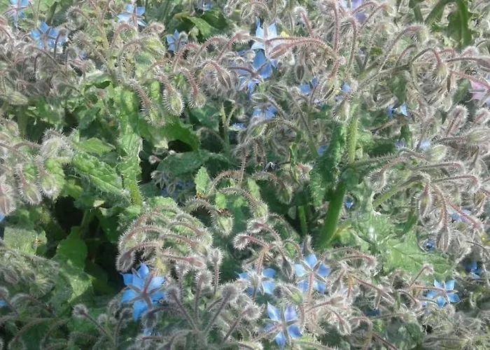 Lo Spazio Magico Alojamento de Acomodação e Pequeno-almoço