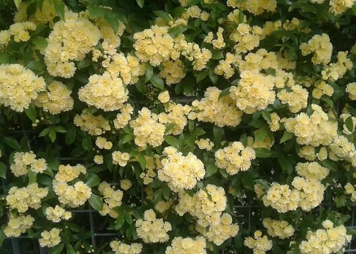 Alojamento de Acomodação e Pequeno-almoço Lo Spazio Magico